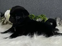 Archie, a male Pug for sale in Fennimore, WI – 5 of 9