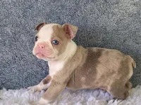 Sammy, a male Frenchton for sale in Fennimore, WI – 5 of 10