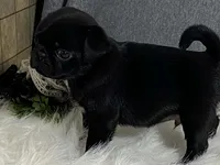 Archie, a male Pug for sale in Fennimore, WI – 4 of 9