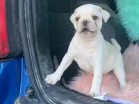 Snowball, a male French Bulldog and Pug for sale in Fennimore, WI – 8 of 10