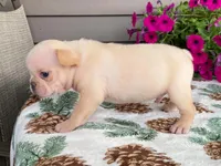 silver, a male French Bulldog for sale in Fennimore, WI – 5 of 10