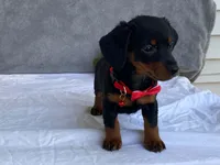 June, a female Dachshund for sale in Fennimore, WI – 2 of 9