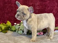 Winnie, a female French Bulldog for sale in Fennimore, WI – 3 of 10