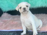 Snowball, a male French Bulldog and Pug for sale in Fennimore, WI – 10 of 10