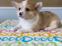 Pearl, a female Pembroke Welsh Corgi for sale in Fennimore, WI – 5 of 10