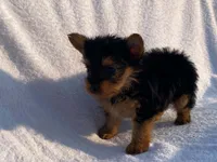 Charlie, a male Yorkshire Terrier for sale in Fennimore, WI – 2 of 10