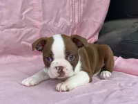Big Red, a male Boston Terrier for sale in Fennimore, WI – 3 of 10
