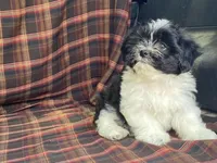 Lex, a male Bichon Frise and Shih Tzu for sale in Fennimore, WI – 4 of 10