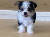 Princess, a female Morkie for sale in Fennimore, WI – 5 of 10