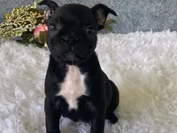Potsy, a male Frenchton for sale in Fennimore, WI – 3 of 10