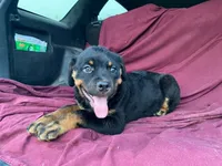 Taffy, a female Rottweiler for sale in Fennimore, WI – 5 of 9