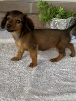 Snuggles, a female Dachshund for sale in Fennimore, WI – Photo 8 of 10