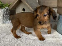 Snuggles, a female Dachshund for sale in Fennimore, WI – Photo 1 of 10