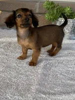 Snuggles, a female Dachshund for sale in Fennimore, WI – Photo 10 of 10