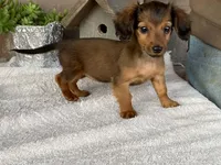 Snuggles, a female Dachshund for sale in Fennimore, WI – Photo 2 of 10