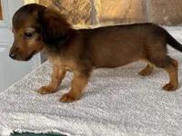 Snuggles, a female Dachshund for sale in Fennimore, WI – Photo 3 of 10