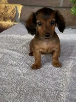 Snuggles, a female Dachshund for sale in Fennimore, WI – Photo 7 of 10