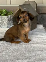 Snuggles, a female Dachshund for sale in Fennimore, WI – Photo 9 of 10