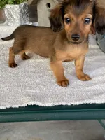 Snuggles, a female Dachshund for sale in Fennimore, WI – Photo 4 of 10