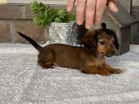 Snuggles, a female Dachshund for sale in Fennimore, WI – Photo 5 of 10