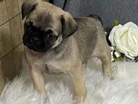 Ava, a female Pug for sale in Fennimore, WI – 2 of 10