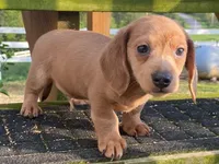 Jed, a male Dachshund for sale in Fennimore, WI – 2 of 10