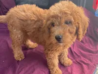 Classy, a female Goldendoodle for sale in Fennimore, WI – 1 of 10