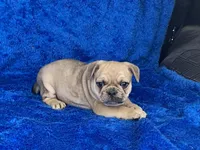 Jack, a male French Bulldog and Pug for sale in Fennimore, WI – Photo 7 of 9