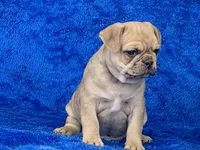Jack, a male French Bulldog and Pug for sale in Fennimore, WI – Photo 9 of 9