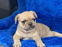 Jack, a male French Bulldog and Pug for sale in Fennimore, WI – Photo 4 of 9