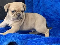 Jack, a male French Bulldog and Pug for sale in Fennimore, WI – Photo 6 of 9