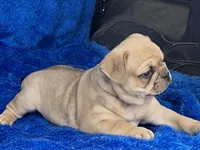 Jack, a male French Bulldog and Pug for sale in Fennimore, WI – Photo 2 of 9