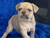 Jack, a male French Bulldog and Pug for sale in Fennimore, WI – Photo 3 of 9