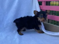 Chad, a male Yorkshire Terrier for sale in Fennimore, WI – 6 of 10