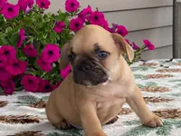 Puffer, a male French Bulldog for sale in Fennimore, WI – 1 of 10