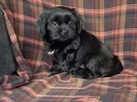 Katie, a female Cavalier King Charles Spaniel and Shih Tzu for sale in Fennimore, WI – 4 of 10