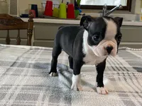 Daisy, a female Boston Terrier for sale in Fennimore, WI – 3 of 10