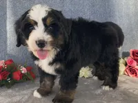 Thunder, a male Bernedoodle for sale in Fennimore, WI – Photo 10 of 10