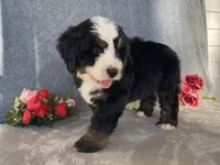 Thunder, a male Bernedoodle for sale in Fennimore, WI – Photo 8 of 10