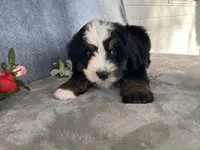Thunder, a male Bernedoodle for sale in Fennimore, WI – Photo 2 of 10