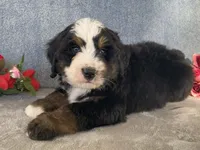 Thunder, a male Bernedoodle for sale in Fennimore, WI – Photo 7 of 10