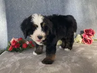 Thunder, a male Bernedoodle for sale in Fennimore, WI – Photo 4 of 10