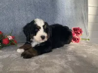 Thunder, a male Bernedoodle for sale in Fennimore, WI – Photo 5 of 10