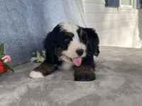 Thunder, a male Bernedoodle for sale in Fennimore, WI – Photo 3 of 10