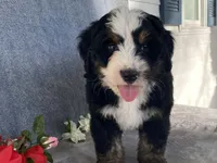Thunder, a male Bernedoodle for sale in Fennimore, WI – Photo 9 of 10