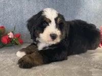 Thunder, a male Bernedoodle for sale in Fennimore, WI – Photo 6 of 10