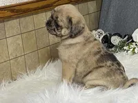Amy, a female Pug for sale in Fennimore, WI – 10 of 10