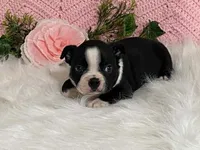 Benji, a male Boston Terrier for sale in Fennimore, WI – 4 of 10