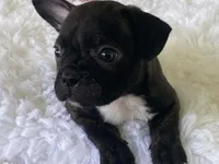 Ronnie, a male Frenchton for sale in Fennimore, WI – 2 of 9