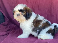 Buster, a male Shih Tzu for sale in Fennimore, WI – 7 of 10